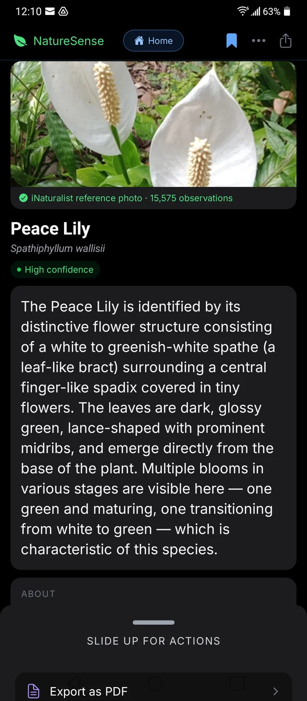 A NatureSense result page identifying a Peace Lily plant with high confidence, an iNaturalist reference photo, and species notes